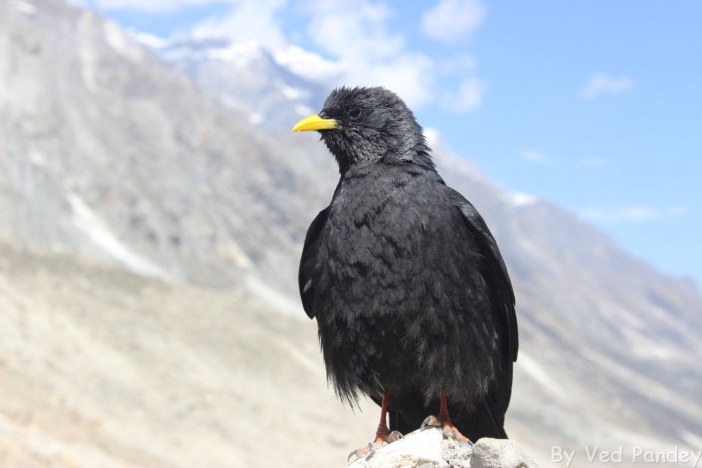 Yellow beaked and Orange Clawed Crows also called Alpine Chough at Gaumukh
